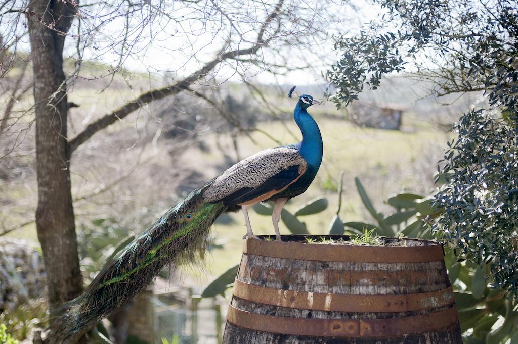 Aldeia Da Mata Pequena Otel Mafra Dış mekan fotoğraf